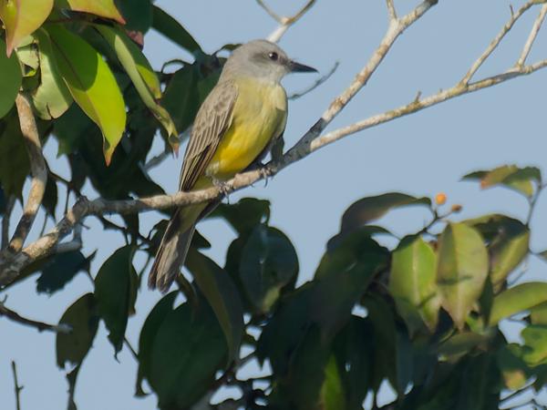 <h3><a href="/trips/costa-rica/biota/animalia/chordata/aves/040 passeriformes/011 tyrannidae/tyrannus melancholicus/tyrannus melancholicus-nl.html">Tyrannus&nbsp;melancholicus</a> / Tropical&nbsp;kingbird / Tropische&nbsp;koningstiran</h3>OM-1 Mark II met M.300mm F4.0 + MC-14, 1/2000 sec  bij F5.6, ISO 800, afstand 167&nbsp;m